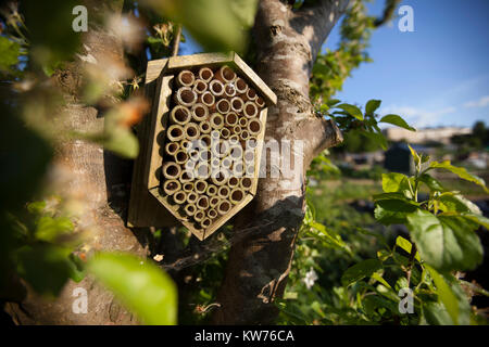 Insekten Unterschlupf in einem Apfelbaum in Blüte auf eine Zuteilung, Stroud, Großbritannien Stockfoto