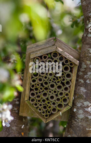 Insekten Unterschlupf in einem Apfelbaum in Blüte auf eine Zuteilung, Stroud, Großbritannien Stockfoto