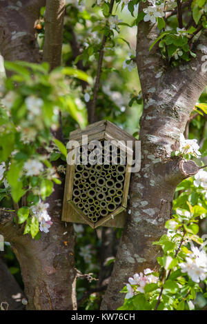 Insekten Unterschlupf in einem Apfelbaum in Blüte auf eine Zuteilung, Stroud, Großbritannien Stockfoto