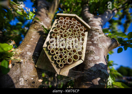 Insekten Unterschlupf in einem Apfelbaum in Blüte auf eine Zuteilung, Stroud, Großbritannien Stockfoto