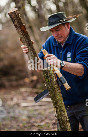 AONB Cotswolds freiwillige coppicing Hazel woodland im Ullenwood, Gloucestershire, VEREINIGTES KÖNIGREICH Stockfoto