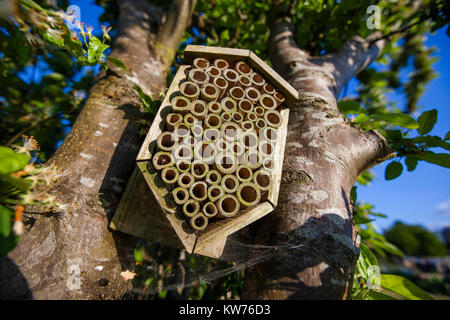 Insekten Unterschlupf in einem Apfelbaum in Blüte auf eine Zuteilung, Stroud, Großbritannien Stockfoto