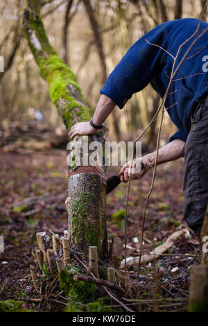 AONB Cotswolds freiwillige coppicing Hazel woodland im Ullenwood, Gloucestershire, VEREINIGTES KÖNIGREICH Stockfoto