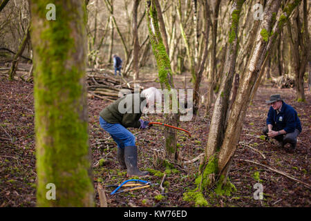 AONB Cotswolds freiwillige coppicing Hazel woodland im Ullenwood, Gloucestershire, VEREINIGTES KÖNIGREICH Stockfoto