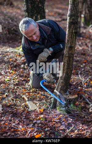 AONB Cotswolds freiwillige coppicing Hazel woodland im Ullenwood, Gloucestershire, VEREINIGTES KÖNIGREICH Stockfoto