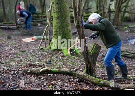 AONB Cotswolds freiwillige coppicing Hazel woodland im Ullenwood, Gloucestershire, VEREINIGTES KÖNIGREICH Stockfoto