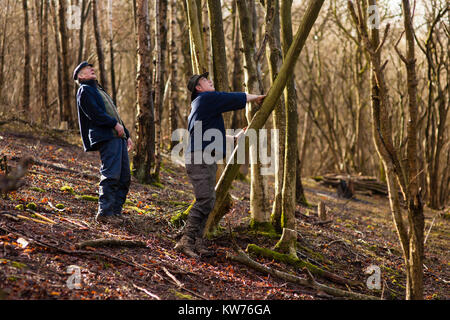 AONB Cotswolds freiwillige coppicing Hazel woodland im Ullenwood, Gloucestershire, VEREINIGTES KÖNIGREICH Stockfoto