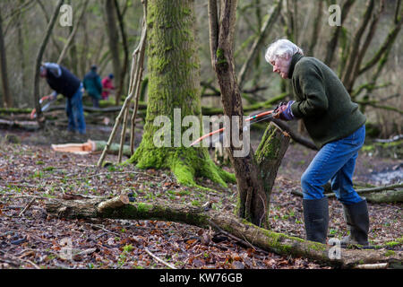 AONB Cotswolds freiwillige coppicing Hazel woodland im Ullenwood, Gloucestershire, VEREINIGTES KÖNIGREICH Stockfoto