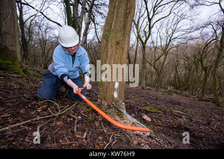 AONB Cotswolds freiwillige coppicing Hazel woodland im Ullenwood, Gloucestershire, VEREINIGTES KÖNIGREICH Stockfoto