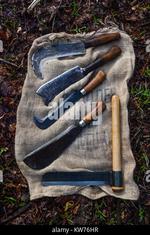 AONB Cotswolds freiwillige coppicing Hazel woodland im Ullenwood, Gloucestershire, VEREINIGTES KÖNIGREICH Stockfoto