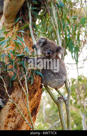 Ein koala Bär sitzt auf einem Baum und neugierig. Stockfoto