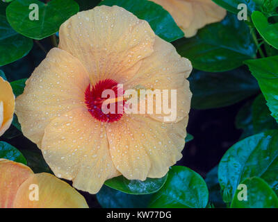 Helle Hibiscus flower auf grüne Natur Hintergrund Stockfoto