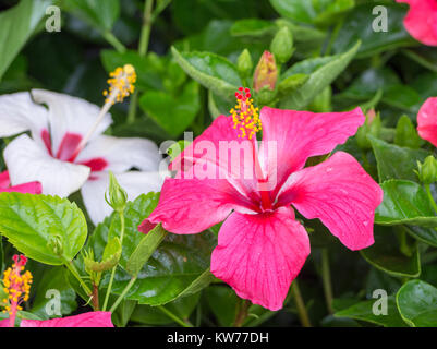 Helle Hibiscus flower auf grüne Natur Hintergrund Stockfoto