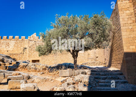 Olivenbaum und Wand neben mittelalterlichen Mauern von Johannites fortres auf der Akropolis von Lindos (Rhodos, Griechenland) Stockfoto