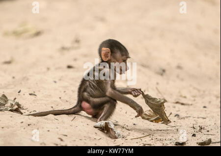 Guinea Pavian Papio papio, Baby Spielen auf Sand in Wald, Gambia, Westafrika Stockfoto