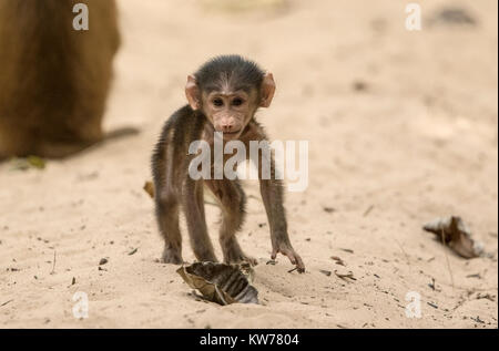 Guinea Pavian Papio papio, Baby Spielen auf Sand in Wald, Gambia, Westafrika Stockfoto