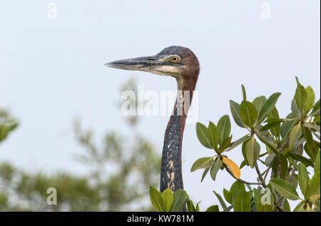 Goliath heron Ardea Goliath nach in Mangroven über Wasser, Gambia, Westafrika Stockfoto