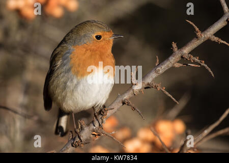 Robin auf Sanddornbeeren Stockfoto