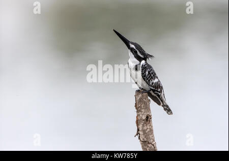 Pied Kingfisher (Ceryle rudis) auf Zweig über Wasser, Gambia, Westafrika Stockfoto