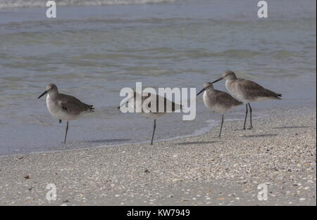 Gruppe von willets, Catoptrophorus semipalmatus, Faulenzen auf der tideline, West Florida. Stockfoto