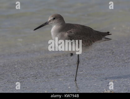 Willett, Catoptrophorus semipalmatus, Faulenzen auf der tideline, auf einem Bein; West Florida. Stockfoto