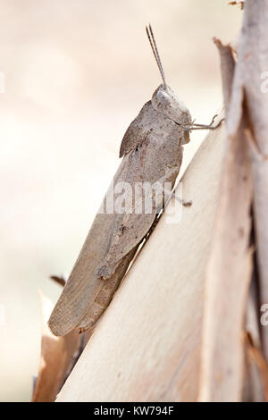 Schlanke Gumleaf Grasshopper (Goniaea vocans) am Zweig. Entwood Heiligtum. Sandleton. Murraylands. South Australia. Australien. Stockfoto