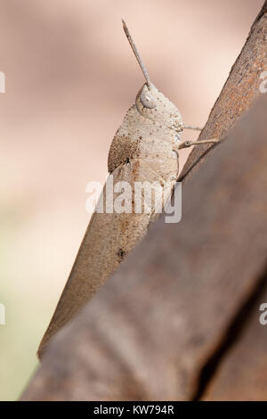 Schlanke Gumleaf Grasshopper (Goniaea vocans) am Zweig. Entwood Heiligtum. Sandleton. Murraylands. South Australia. Australien. Stockfoto