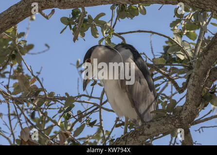 Schwarz - gekrönte Nachtreiher, Nycticorax nycticorax ruht im Baum. Florida. Stockfoto