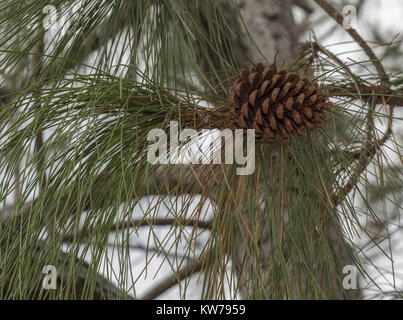 Steckkegel und Nadeln von Slash Kiefern, Pinus ellioti; West Florida. Stockfoto