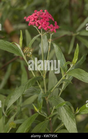 Panama Rose, Rondeletia leucophylla, in der Blume im tropischen Garten, Florida. Stockfoto