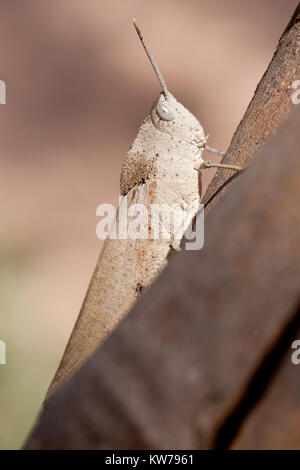 Schlanke Gumleaf Grasshopper (Goniaea vocans) am Zweig. Entwood Heiligtum. Sandleton. Murraylands. South Australia. Australien. Stockfoto