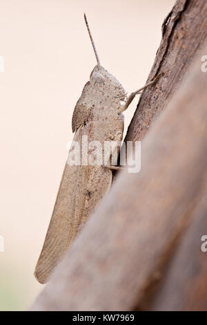 Schlanke Gumleaf Grasshopper (Goniaea vocans) am Zweig. Entwood Heiligtum. Sandleton. Murraylands. South Australia. Australien. Stockfoto