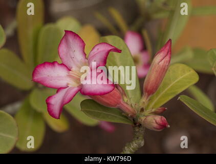 Desert Rose, adeniums obesum, in Blüte; Aus der Sahelzone regioin von Afrika. Stockfoto