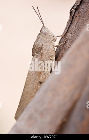 Schlanke Gumleaf Grasshopper (Goniaea vocans) am Zweig. Entwood Heiligtum. Sandleton. Murraylands. South Australia. Australien. Stockfoto