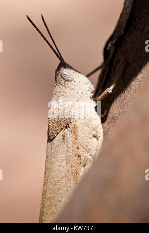 Schlanke Gumleaf Grasshopper (Goniaea vocans) am Zweig. Entwood Heiligtum. Sandleton. Murraylands. South Australia. Australien. Stockfoto