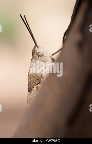 Schlanke Gumleaf Grasshopper (Goniaea vocans) am Zweig. Entwood Heiligtum. Sandleton. Murraylands. South Australia. Australien. Stockfoto