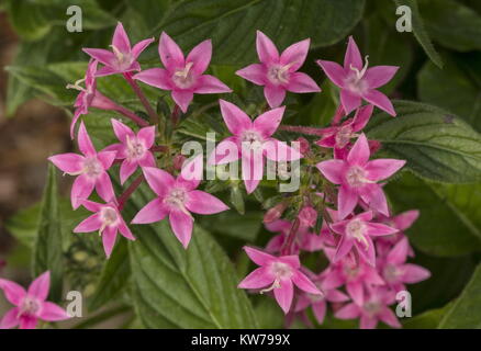 Ägyptische Krauss, Pentas integrifolia, in Blüte; aus Nordafrika Stockfoto