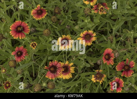 Decke Blume, Gaillardia pulchella in Blume, Eingeborener der südlichen USA. Stockfoto