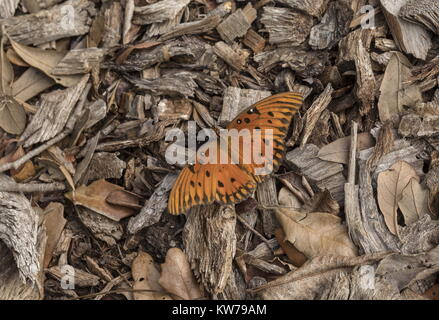 Golf fritillary, Agraulis vanillae, Sonnenbaden auf Holzhackschnitzel bei kühlem Wetter. Florida. Stockfoto