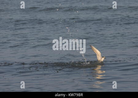 Forster Küstenseeschwalbe, Sterna forsteri, im Winter Gefieder Jagd und Fischerei im flachen Wasser, Tampa Bay, Florida. Stockfoto