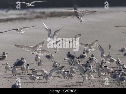 Sandwich Seeschwalben, Sterna sandvicensis, im Winter Gefieder Landung unter Royal seeschwalben etc am Sandstrand, West Florida. Stockfoto