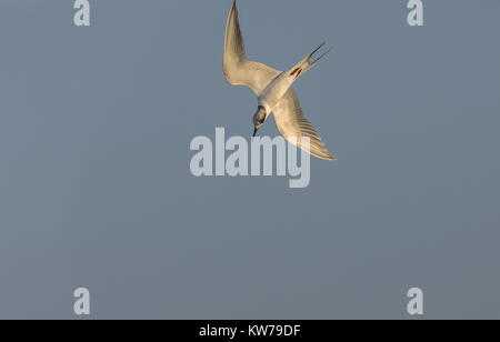 Forster Küstenseeschwalbe, Sterna forsteri, im Winter Gefieder Tauchen in seichtem Wasser, Tampa Bay, Florida. Stockfoto