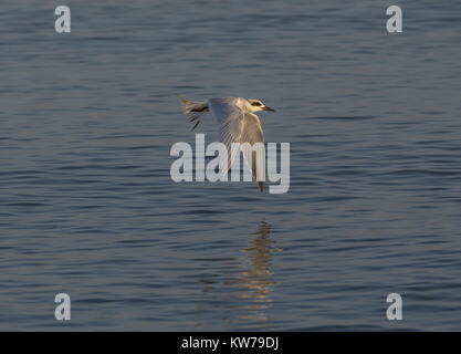 Forster Küstenseeschwalbe, Sterna forsteri, im Winter Gefieder Jagd und Fischerei im flachen Wasser, Tampa Bay, Florida. Stockfoto