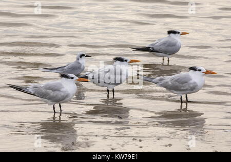 Gruppe der Royal Seeschwalben, Thalasseus maximus, (mit einem Forster Tern) ruht auf dem tideline, an der Westküste von Florida. Stockfoto