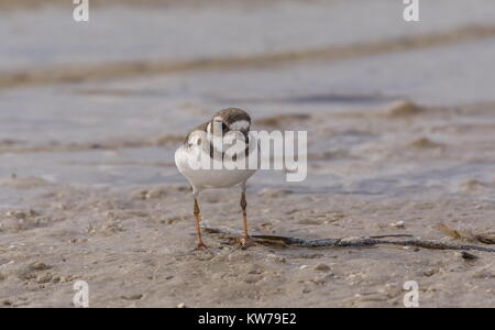 Semipalmated Plover, Charadrius semipalmatus, Fütterung entlang der tideline, an der Westküste von Florida. Stockfoto