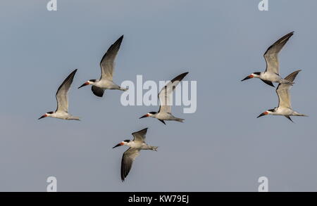 Gruppe von schwarzen Schaumlöffel, Rynchops niger, im Flug; Fort Island Gulf Beach, West Florida. Stockfoto