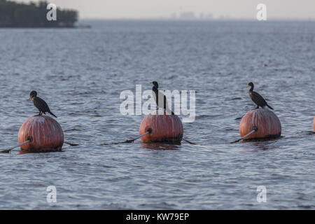 Double-Crested Kormorane Phalacrocorax auritus, auf Bojen gehockt, Fort Island Gulf Beach, West Coast von Florida. Stockfoto