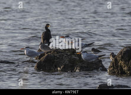 Royal tern, Thalasseus maximus, mit einem Double-Crested Cormorant, Phalacrocorax auritus, auf Felsen am Fort Island Gulf Beach, Crystal River, Florida. Stockfoto