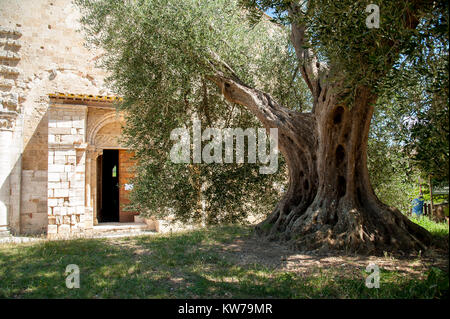 Die romanische Abbazia di Sant Antimo (Abtei von Sant'Antimo) und Olivenhain in Castelnuovo dell'Abate, Toskana, Italien 2 August 2016 © wojciech Strozyk/ Stockfoto