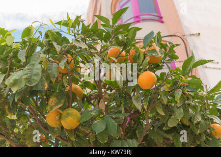 Orange Tree mit Früchten mit dem Bau von pink Windows hinter in der Stadt von Guardamar del Segura, Alicante Stockfoto